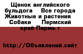 Щенок английского бульдога  - Все города Животные и растения » Собаки   . Пермский край,Пермь г.